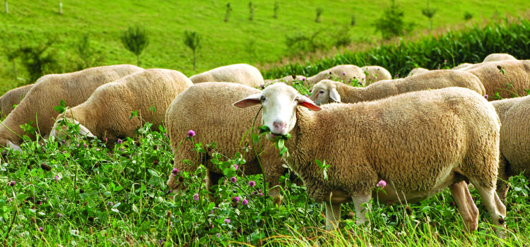 Feeding legumes reduces emissions in livestock