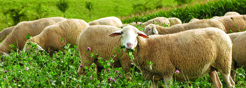 Feeding legumes reduces emissions in livestock