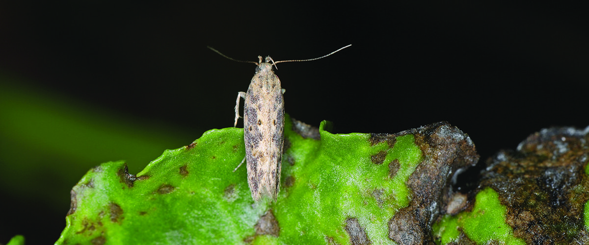 Beet moth jumps from curiosity to threat