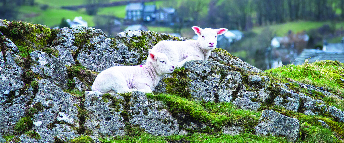 New evidence supports upland sheep farming