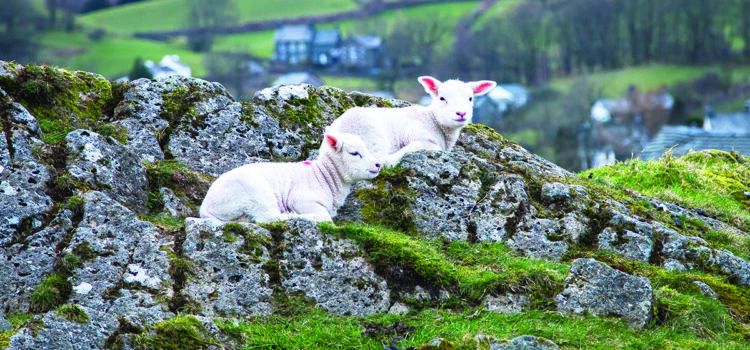 New evidence supports upland sheep farming