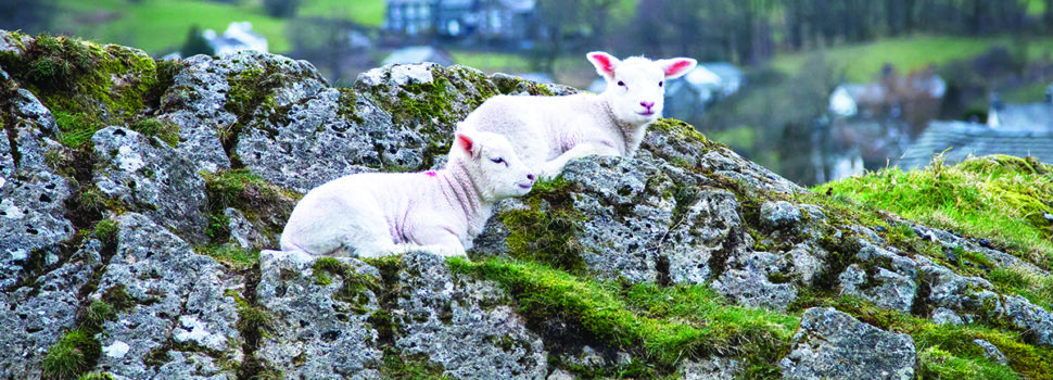 New evidence supports upland sheep farming