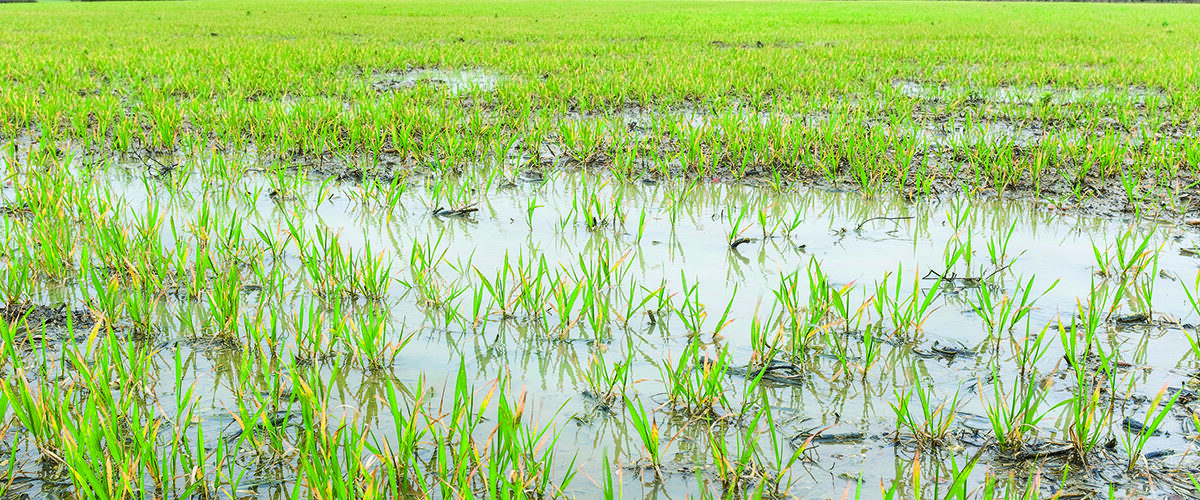 How better soil health reduces input costs