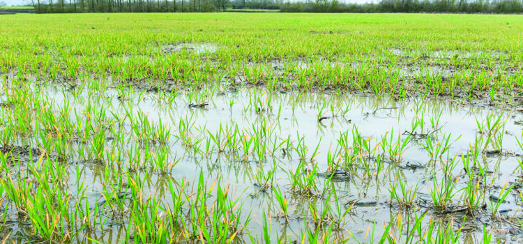 How better soil health reduces input costs