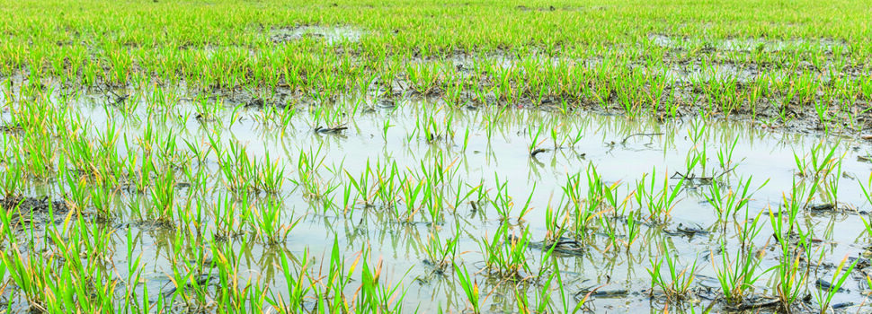 How better soil health reduces input costs