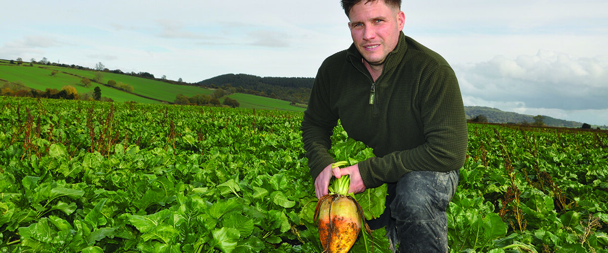 More livestock farmers consider fodder beet