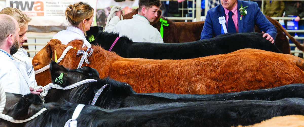 Beef Expo to focus on food security