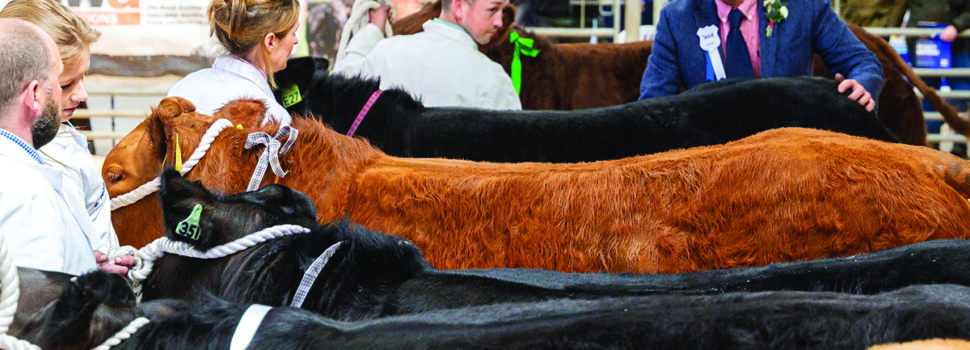 Beef Expo to focus on food security