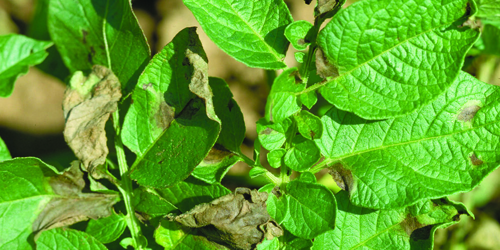 Emergency fungicide application ‘unviable’