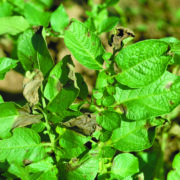 Emergency fungicide application ‘unviable’