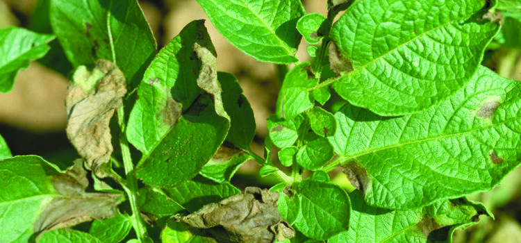 Emergency fungicide application ‘unviable’