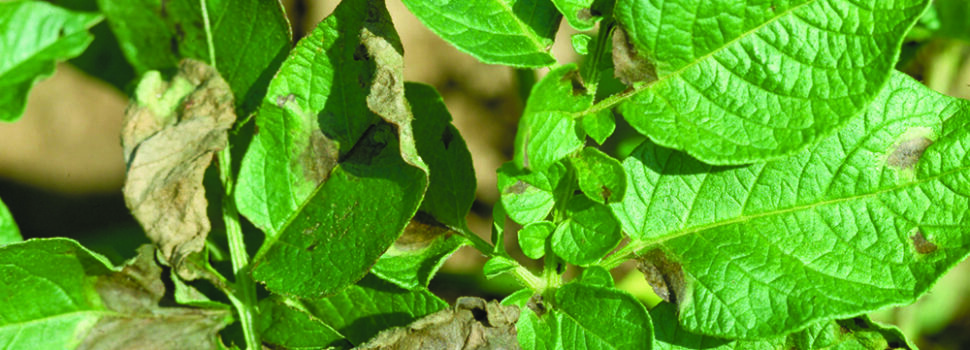 Emergency fungicide application ‘unviable’