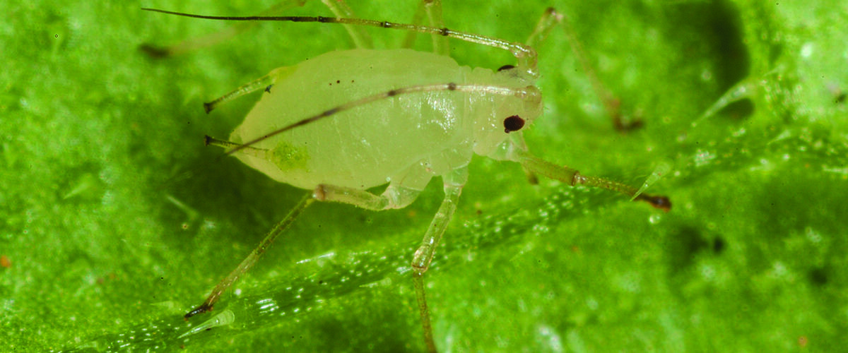 Improved formulations for key insecticide