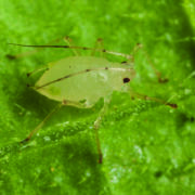 Improved formulations for key insecticide