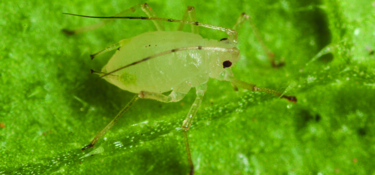 Improved formulations for key insecticide
