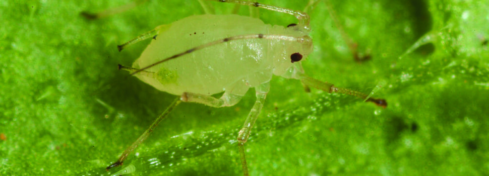 Improved formulations for key insecticide
