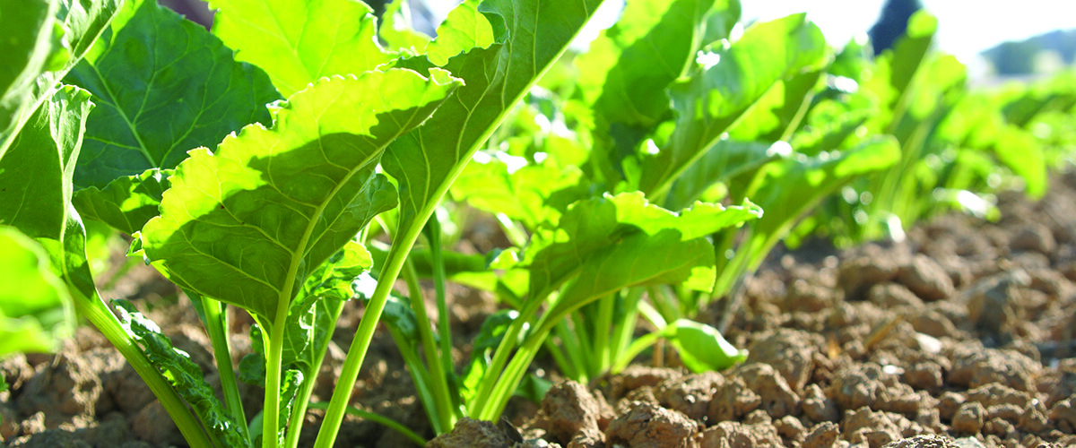 Biostimulants help boost sugar yields