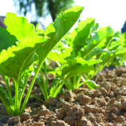 Biostimulants help boost sugar yields