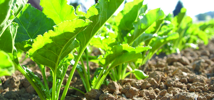 Biostimulants help boost sugar yields