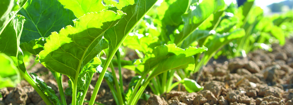 Biostimulants help boost sugar yields