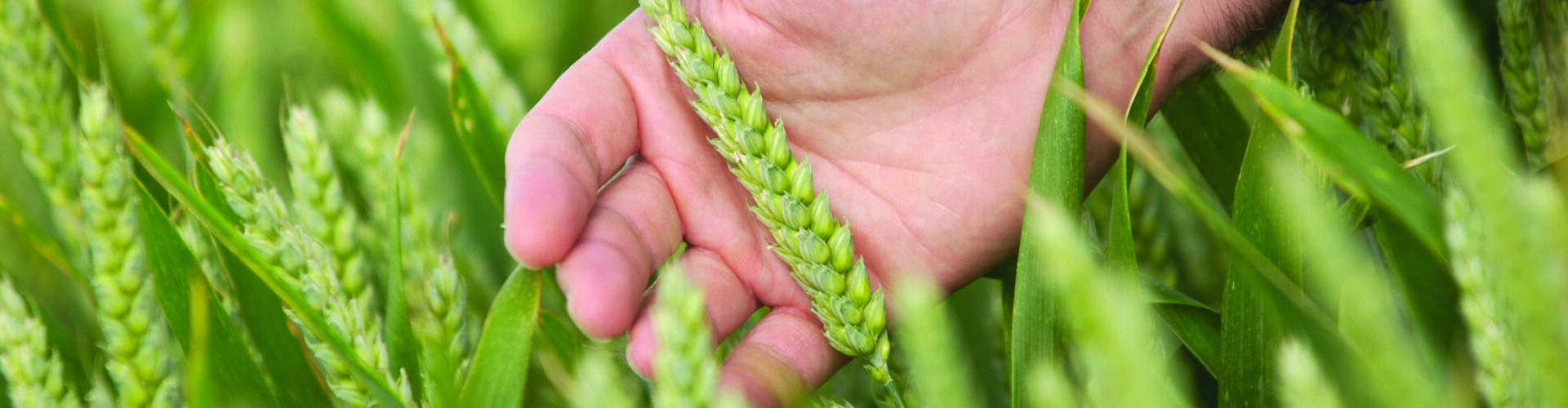 Tool unlocks soil NPK availability for smarter nutrition decisions