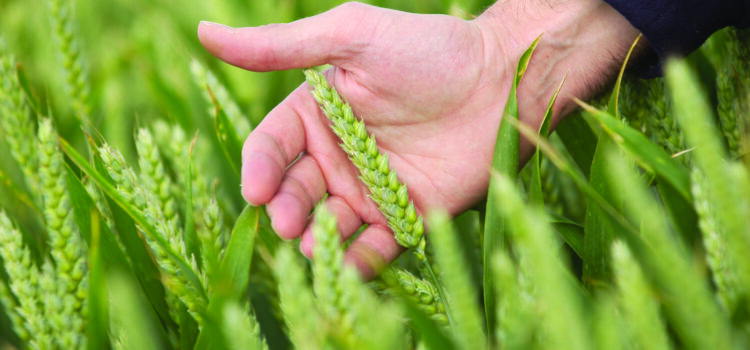 Tool unlocks soil NPK availability for smarter nutrition decisions