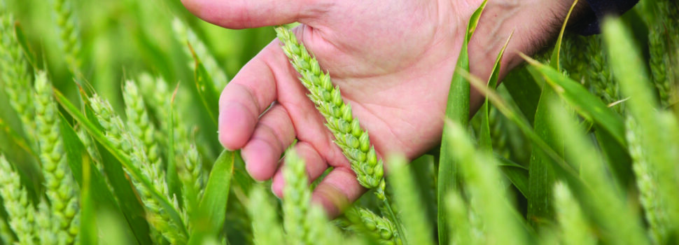 Tool unlocks soil NPK availability for smarter nutrition decisions