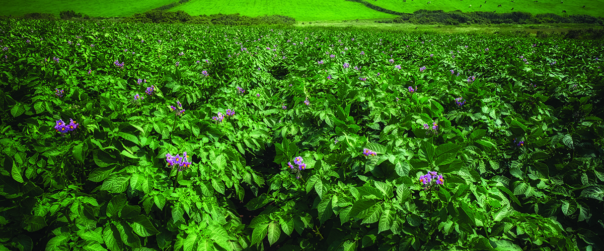 How to build resilience into potato crops