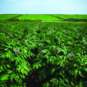 How to build resilience into potato crops
