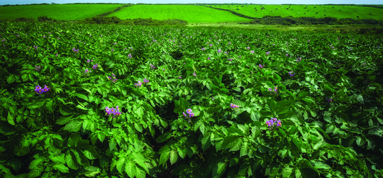 How to build resilience into potato crops