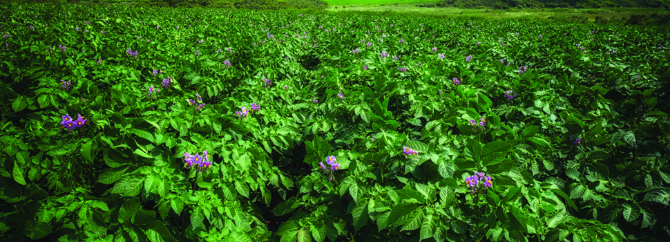 How to build resilience into potato crops