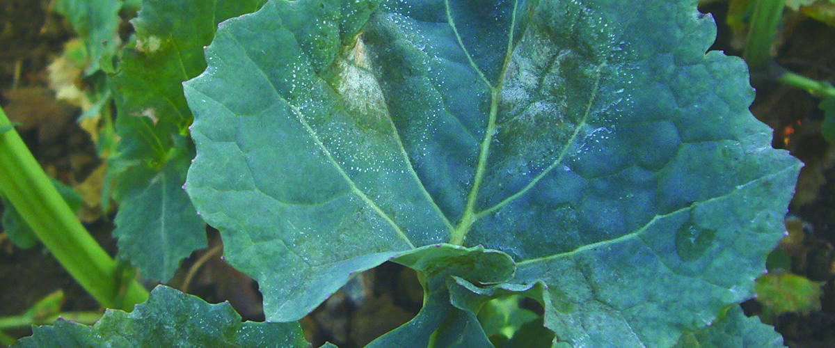 Farmers urged to submit light leaf spot samples