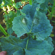 Farmers urged to submit light leaf spot samples