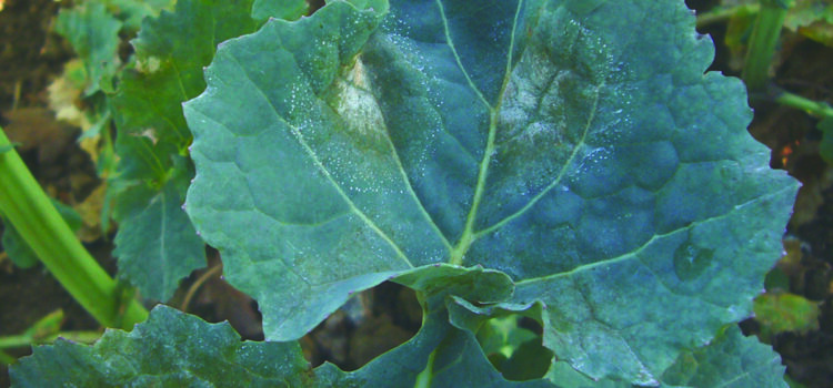 Farmers urged to submit light leaf spot samples