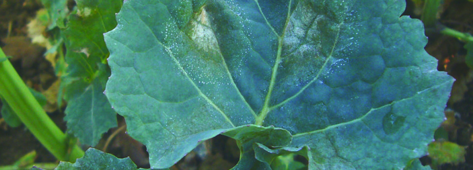Farmers urged to submit light leaf spot samples
