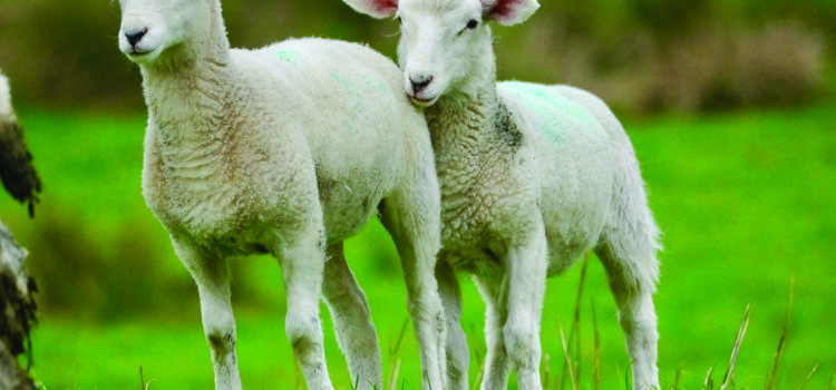 Nematodirus hatching forecast live for 2026