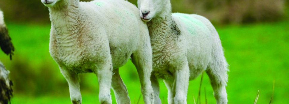 Nematodirus hatching forecast live for 2026