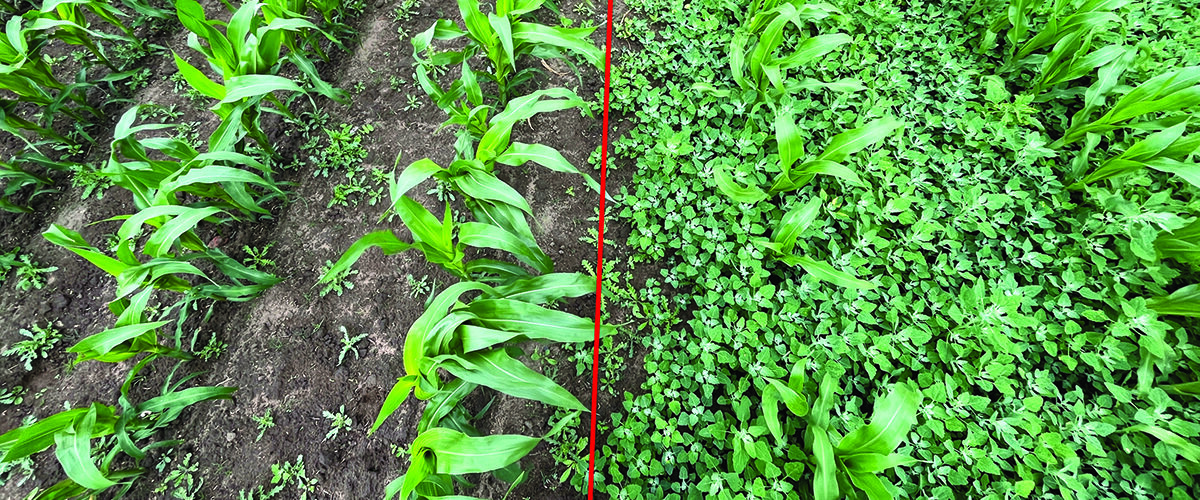 Two-stage weed control vital in maize