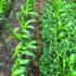 Two-stage weed control vital in maize