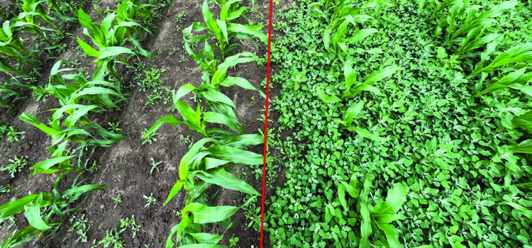 Two-stage weed control vital in maize