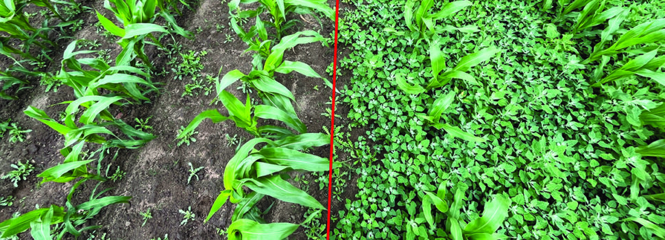 Two-stage weed control vital in maize