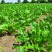 How growers can sweeten the odds for better beet