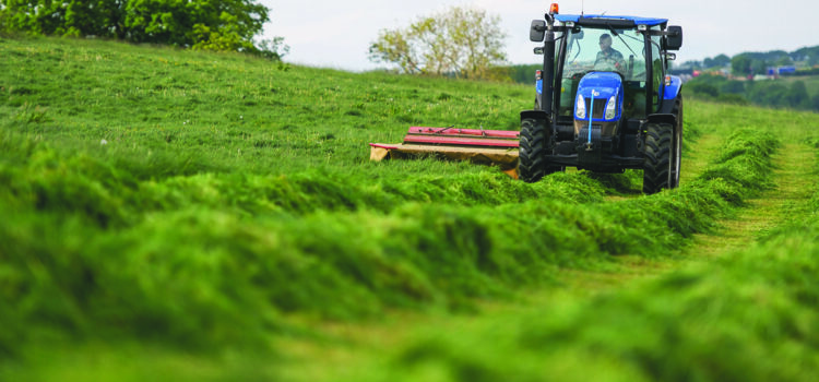 Wet winter forces reset on grass and forage