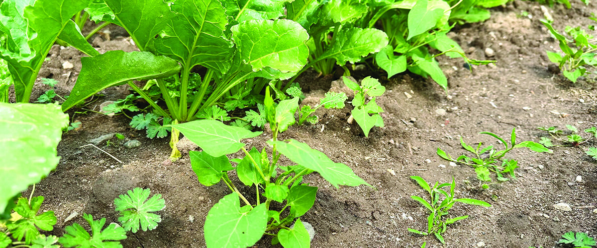 Virus yellows threat grows as sugar beet drilling slips