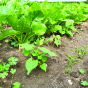 Virus yellows threat grows as sugar beet drilling slips