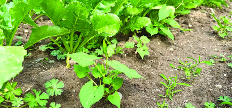 Virus yellows threat grows as sugar beet drilling slips