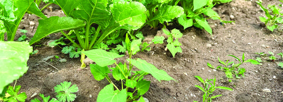 Virus yellows threat grows as sugar beet drilling slips