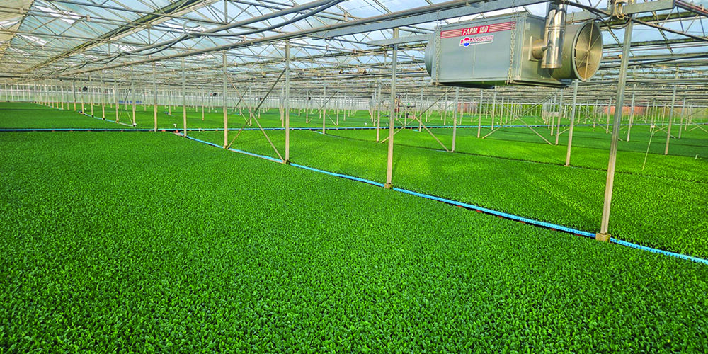 How early pest control delivers for brassicas