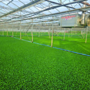 How early pest control delivers for brassicas