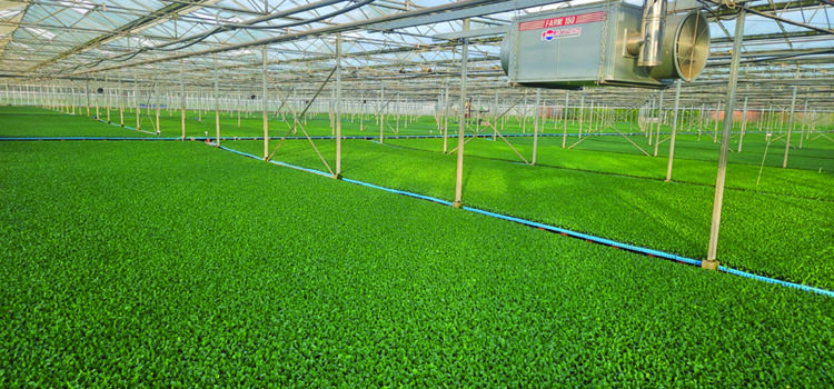 How early pest control delivers for brassicas